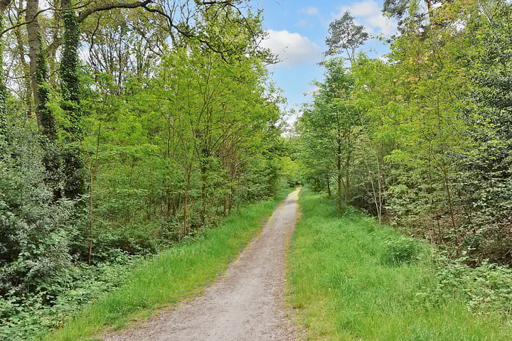 Foto 31 van Citroenvlinder 17