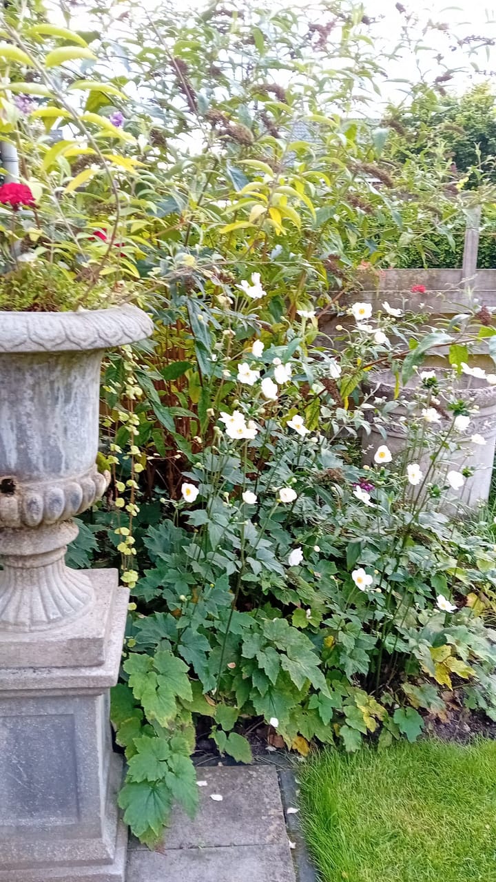 Foto 72 van Linthorst Homanstraat 9