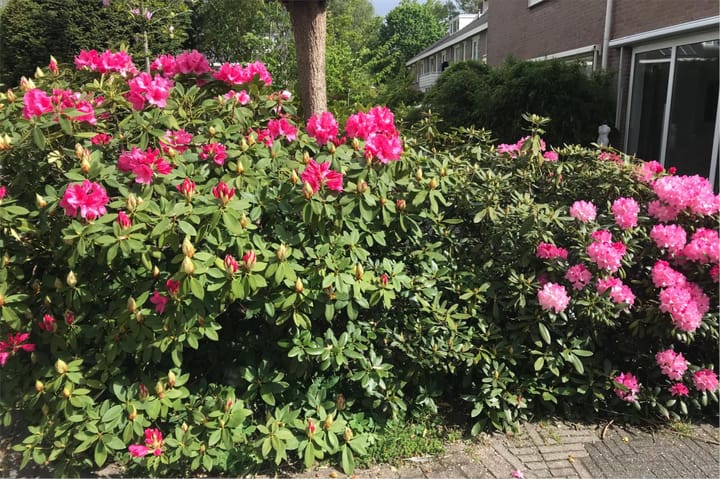 Foto 4 van Molvense Erven 6