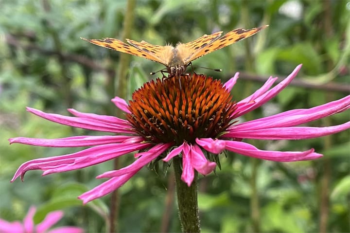 Foto 41 van Molvense Erven 6