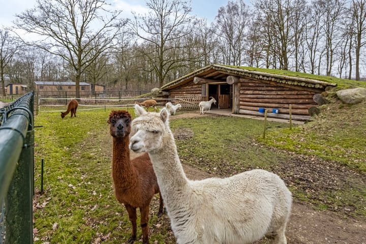 Foto 53 van Hyacinth 108