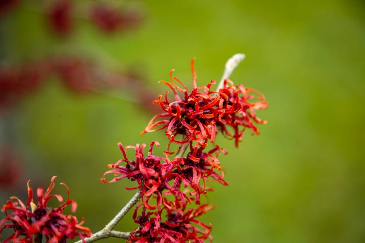 Foto 55 van de Haare 9