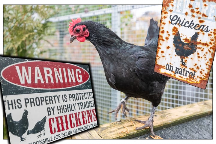 Foto 31 van Westmolendijk 81