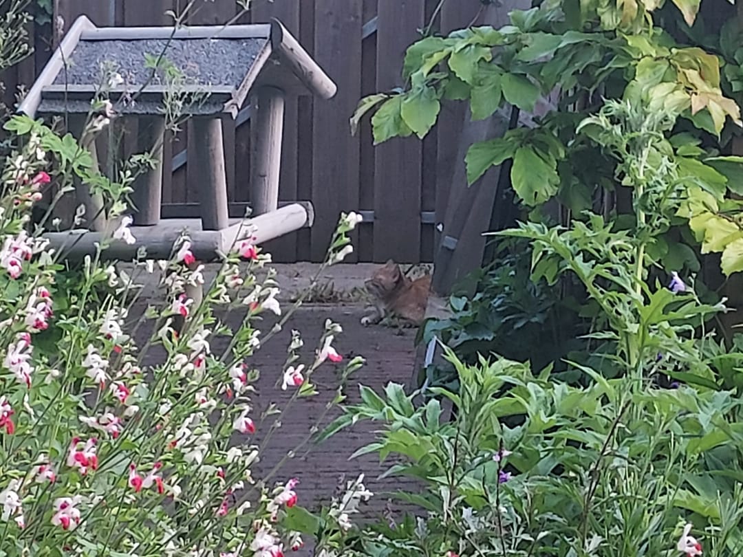 Foto 22 van van Wassenaerlaan 33