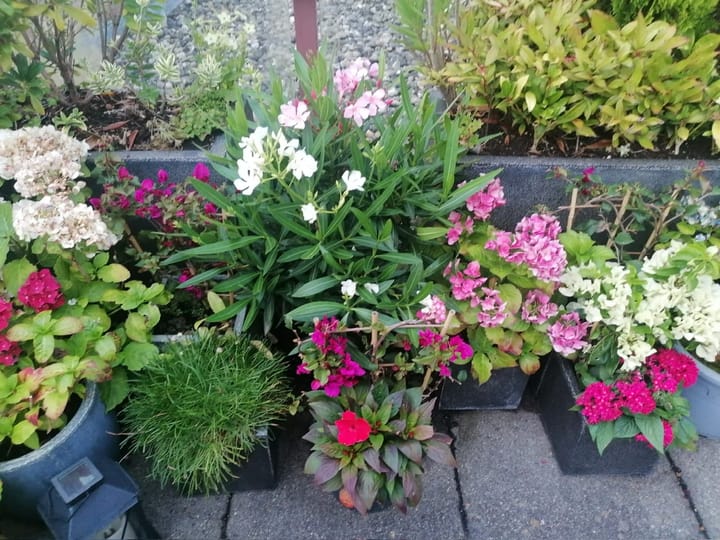 Foto 24 van De Hoge Bogerd 173