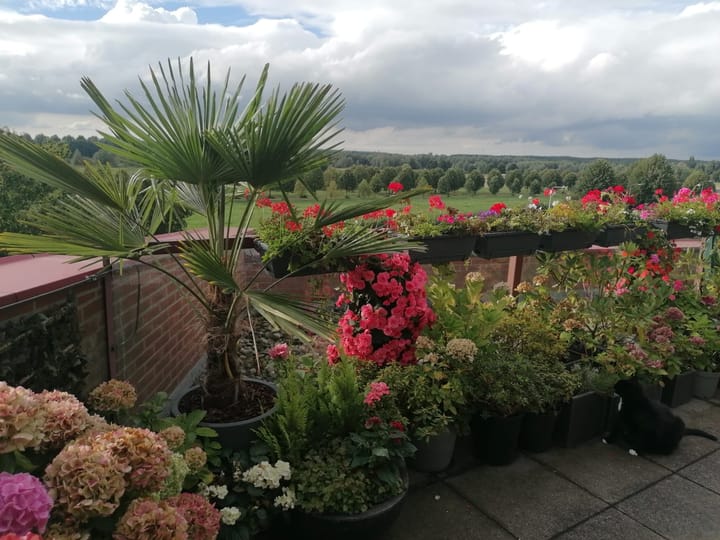 Foto 30 van De Hoge Bogerd 173