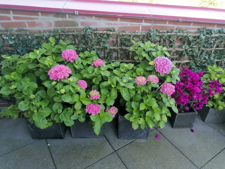 Foto 39 van De Hoge Bogerd 173