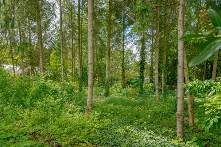 Foto 61 van Westeinde 31