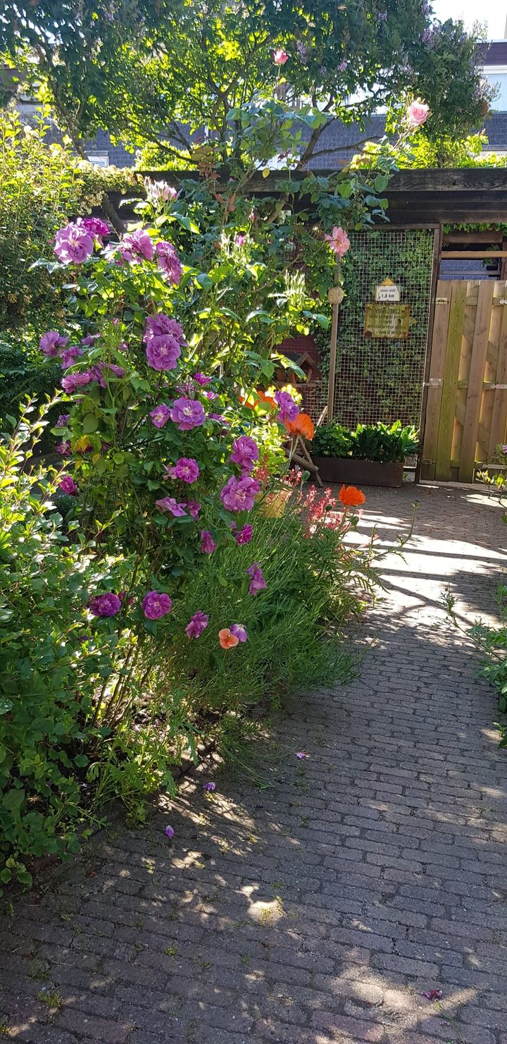 Foto 17 van Geraardsbergenstraat 13