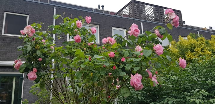 Foto 18 van Geraardsbergenstraat 13