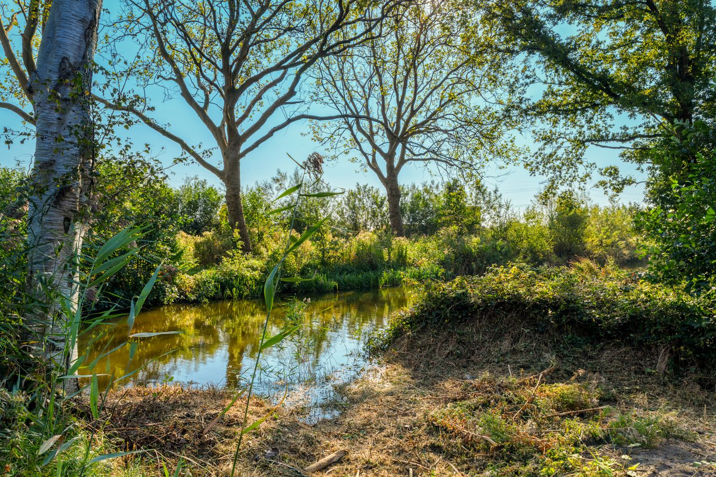 Foto 20 van Heksenkruid 11