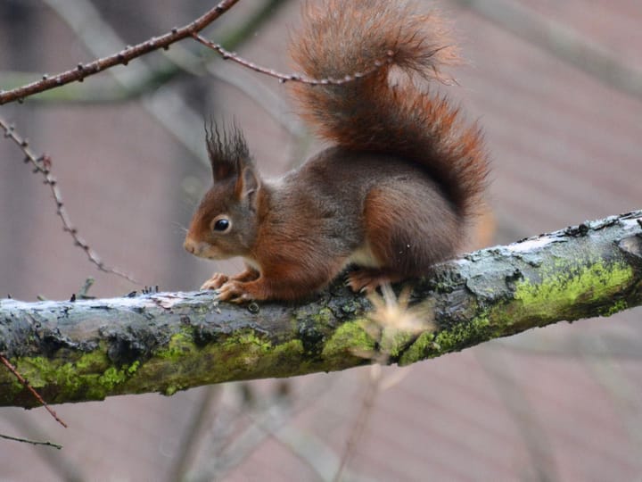 Foto 48 van Mariaplein 8