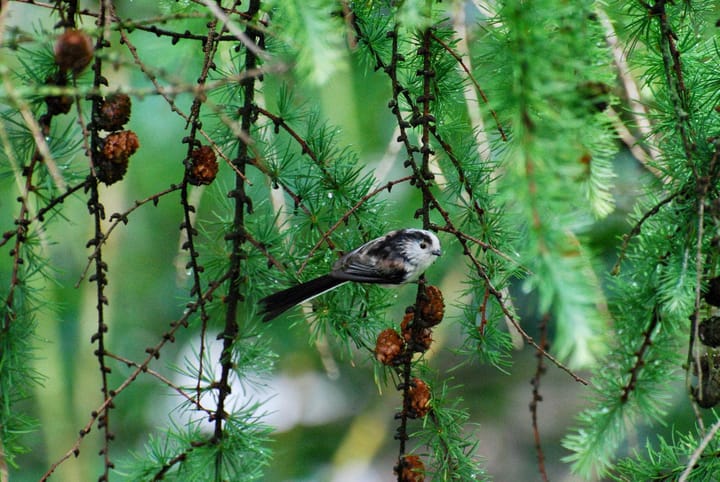 Foto 44 van Mariaplein 8