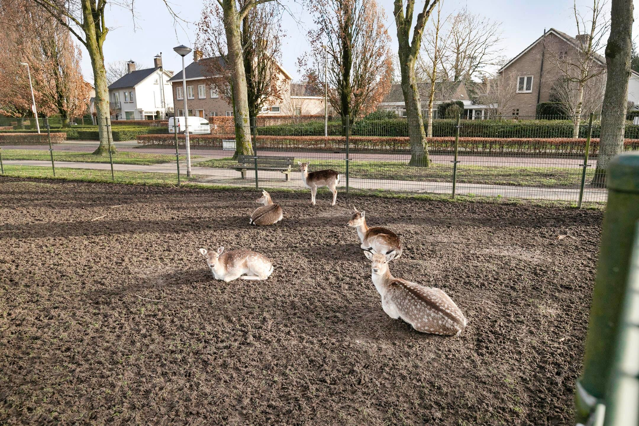 Foto 42 van Julianalaan 25