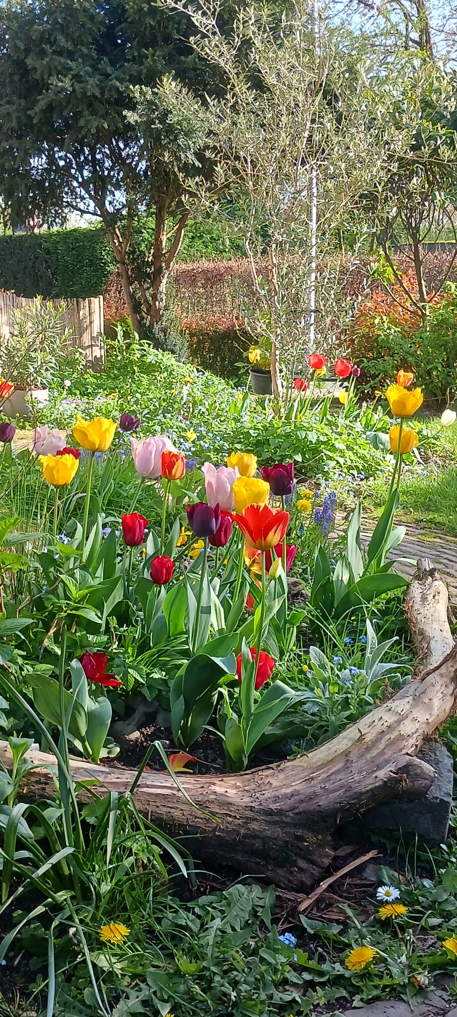 Foto 44 van Pastoor Pelgrömlaan 12