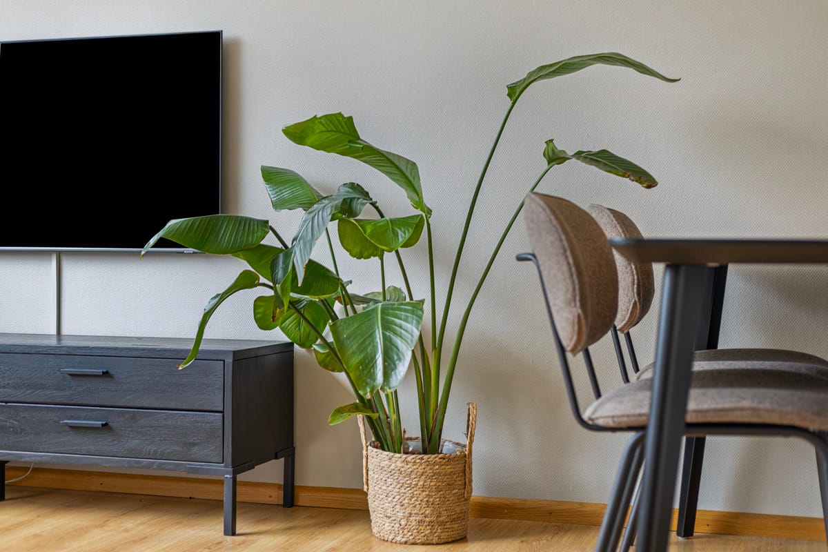 Foto 9 van van Hogendorplaan 48-D