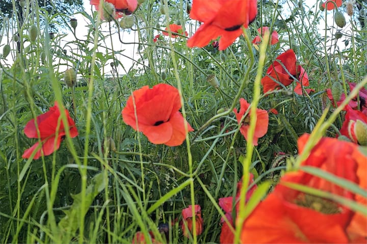 Foto 44 van Bert Haanstrakade 202