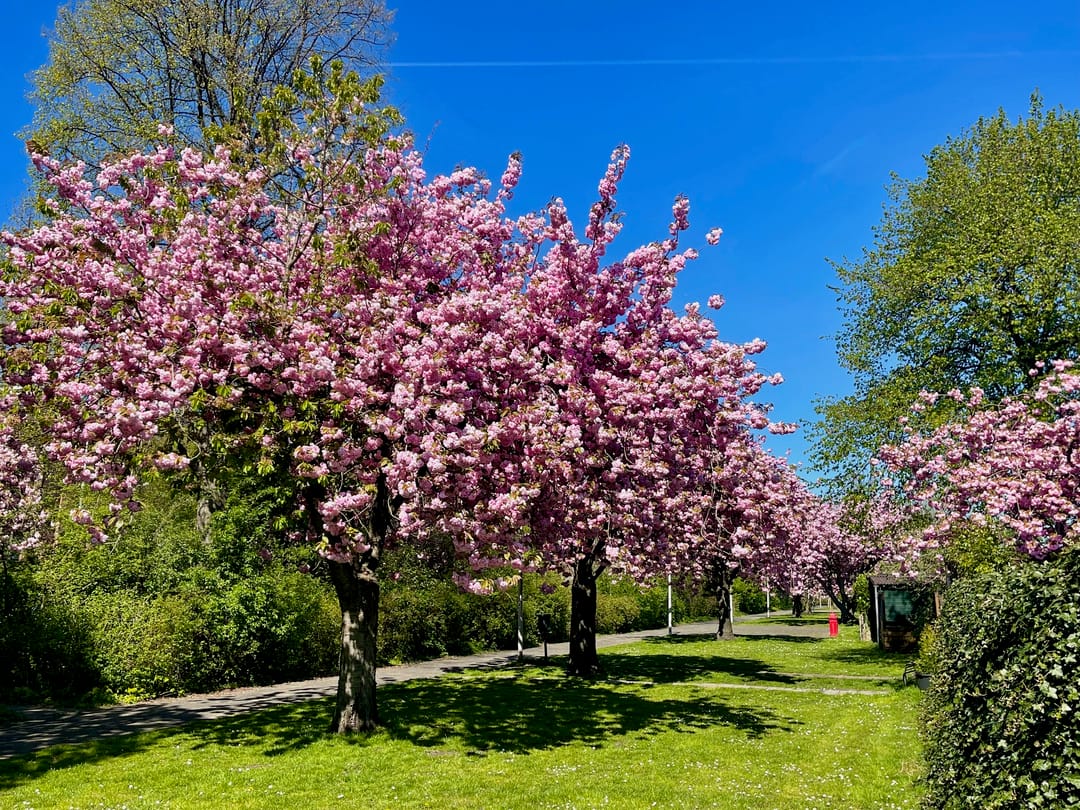 Foto 68 van Willem de Zwijgerlaan 262