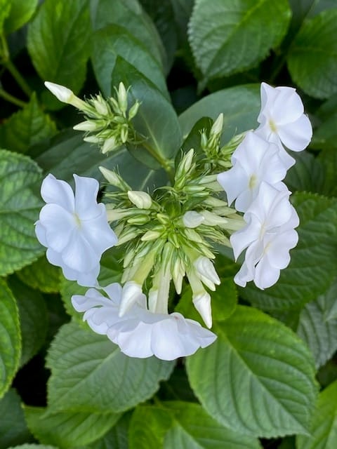 Foto 41 van Nijverstraat 102