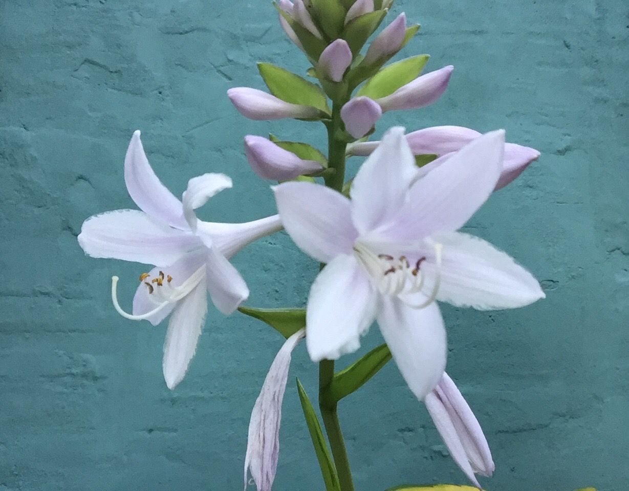 Foto 42 van Nijverstraat 102