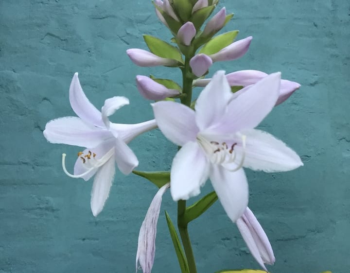 Foto 42 van Nijverstraat 102