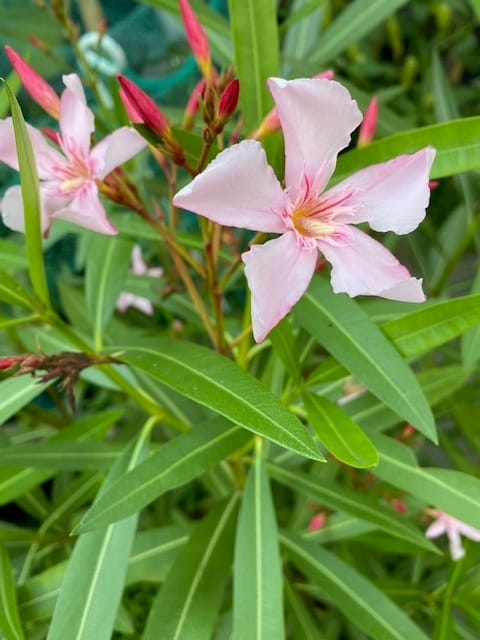 Foto 44 van Nijverstraat 102