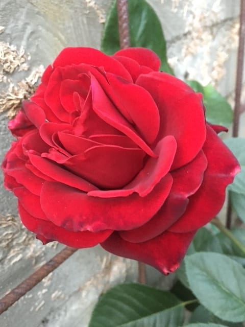 Foto 46 van Nijverstraat 102