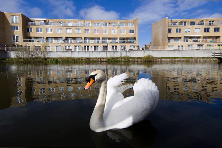 Foto 21 van Sara Roosstraat 16