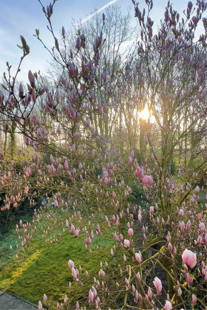 Foto 26 van Buizerd 100