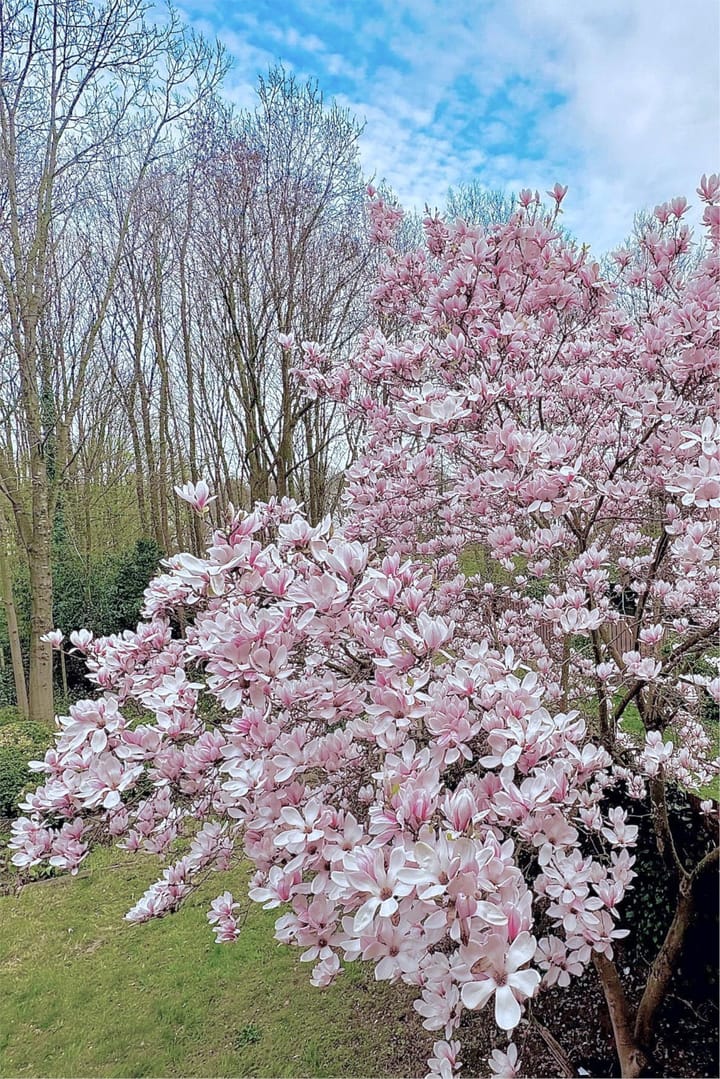 Foto 27 van Buizerd 100