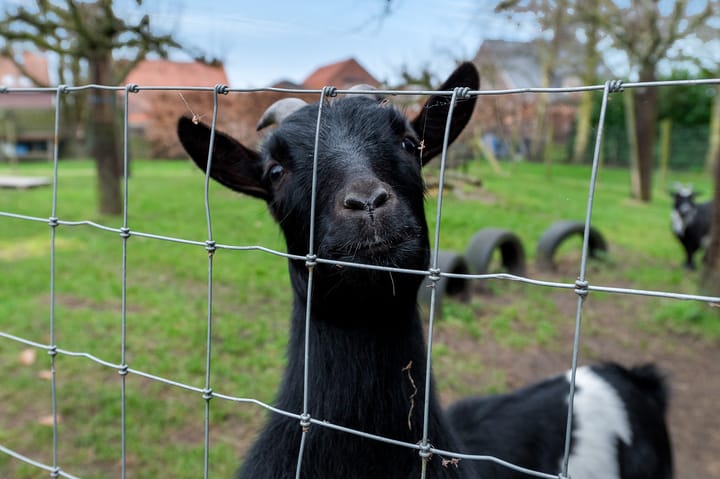 Foto 52 van Herelsestraat 162