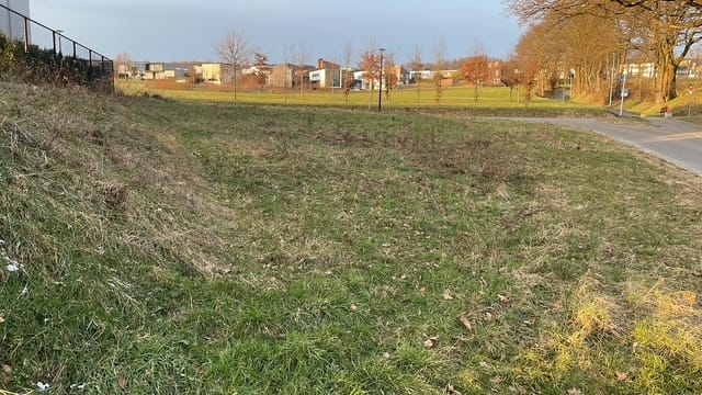 Foto 7 van Hoefblad 45