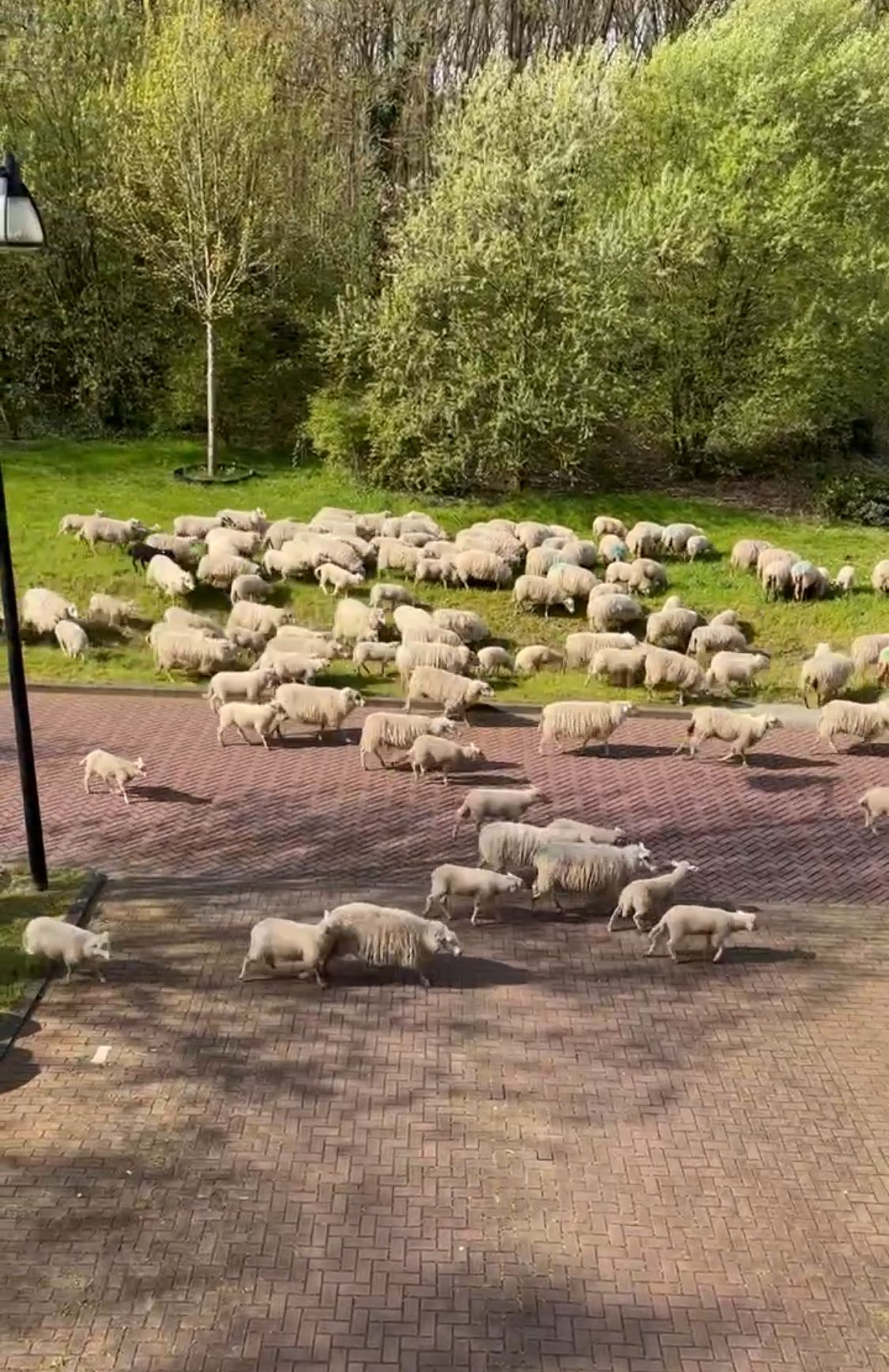 Foto 30 van Sporenring 164-05