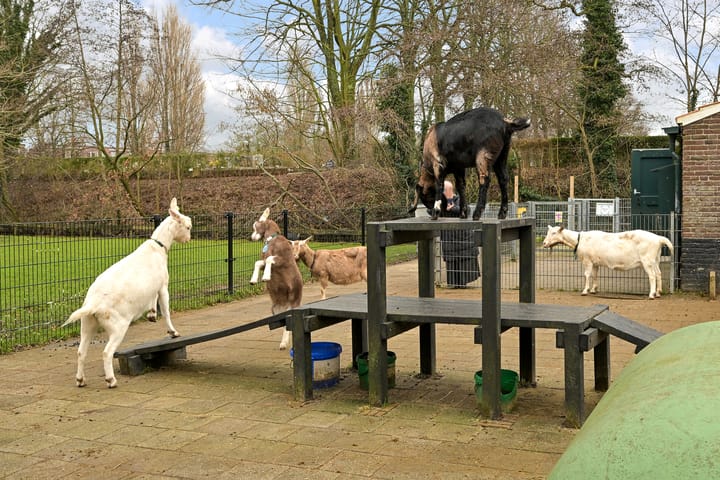 Foto 28 van Spiraeastraat 92