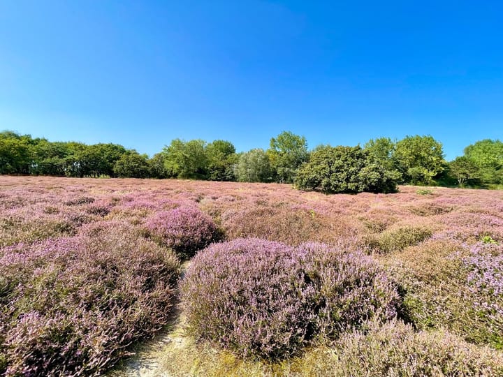 Foto 54 van Graafschap Hollandlaan 145