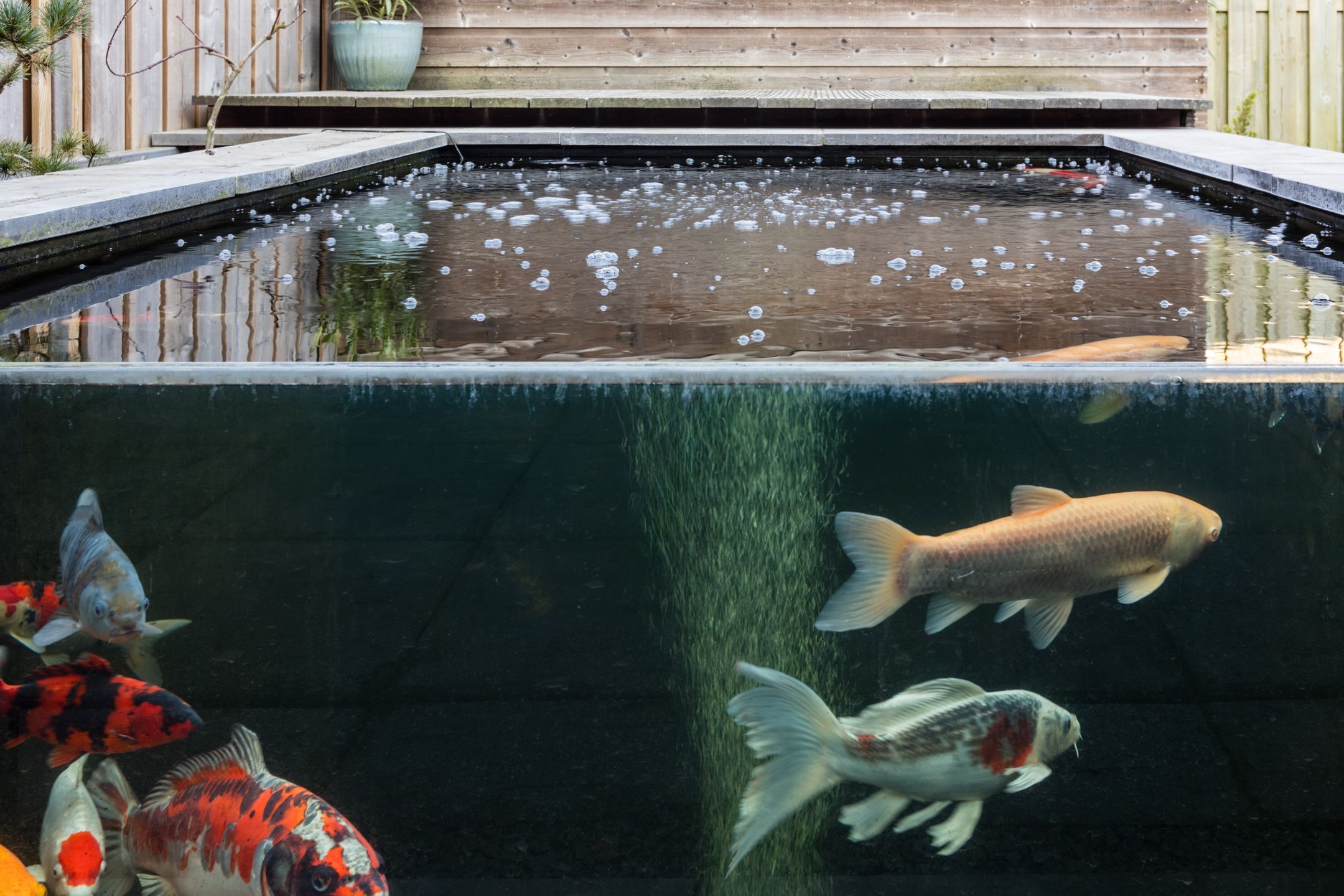 Foto 42 van Aspergeveld 41