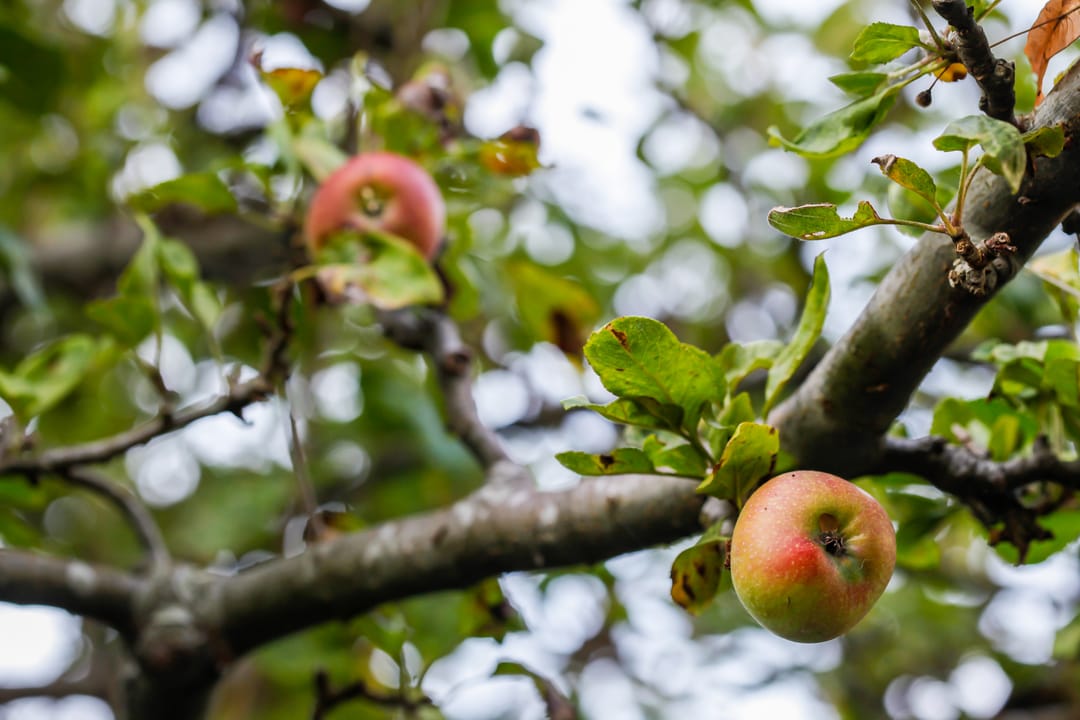 Foto 62 van Elzenlaan 88