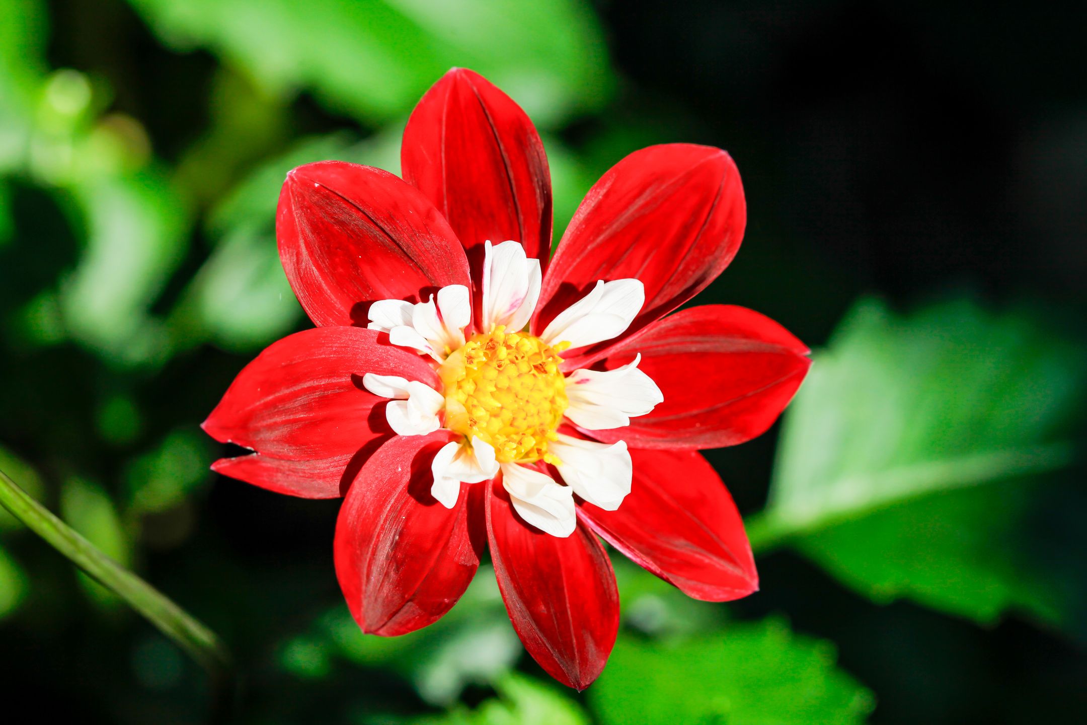 Foto 63 van Elzenlaan 88