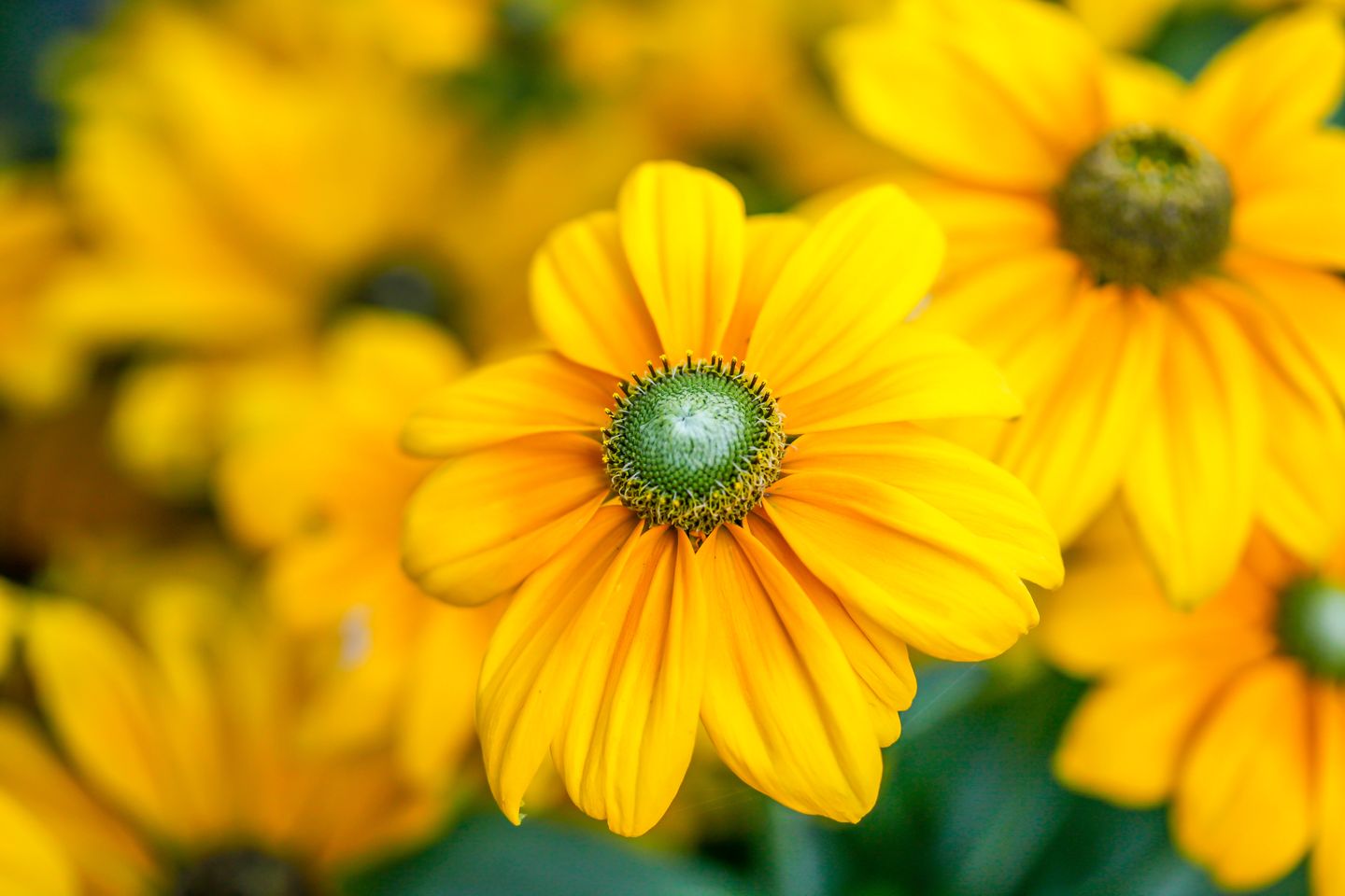 Foto 64 van Elzenlaan 88