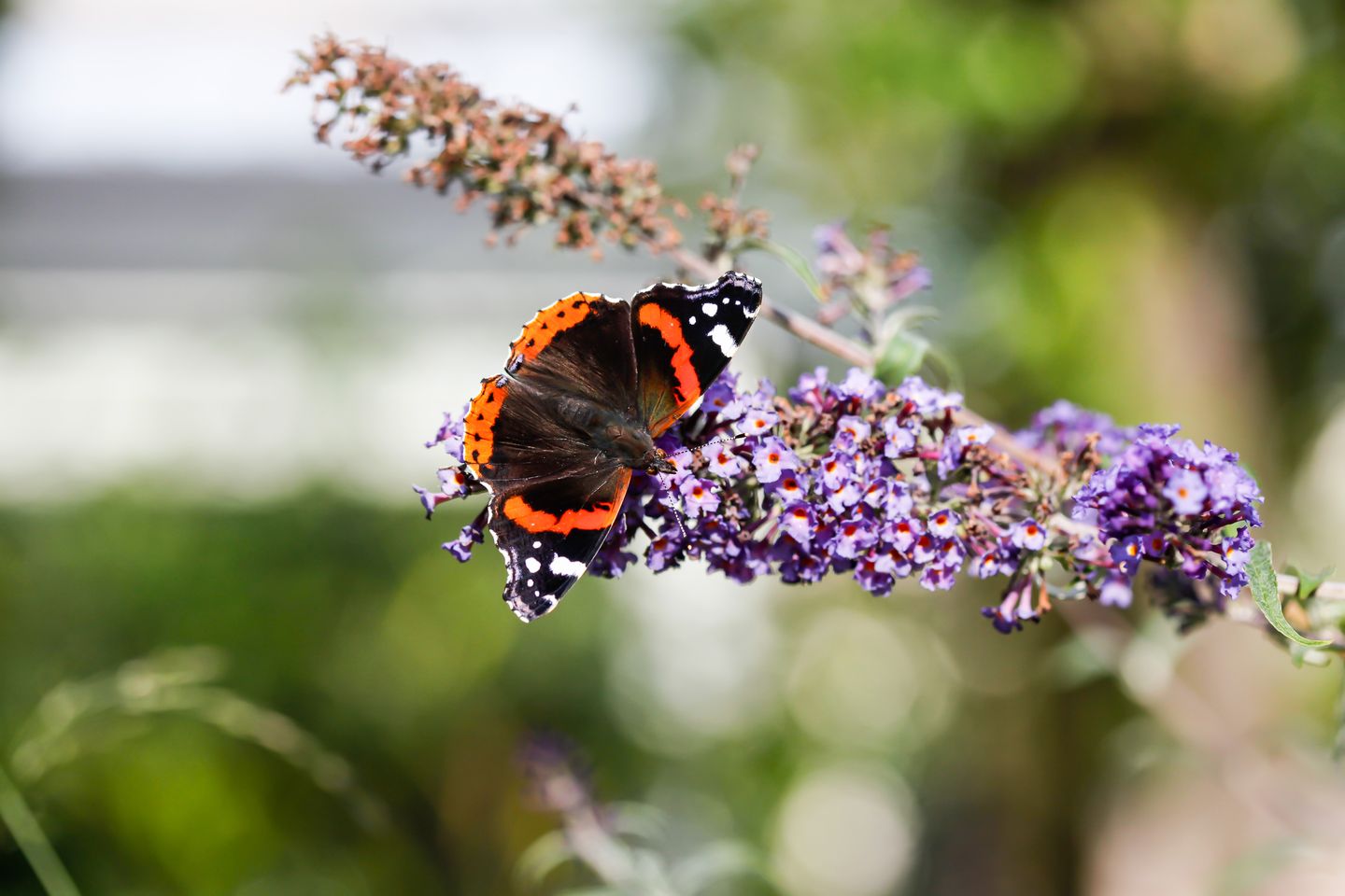 Foto 65 van Elzenlaan 88