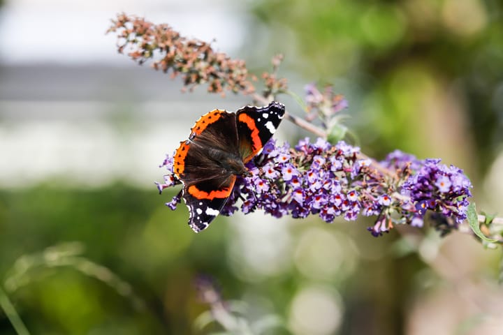 Foto 65 van Elzenlaan 88