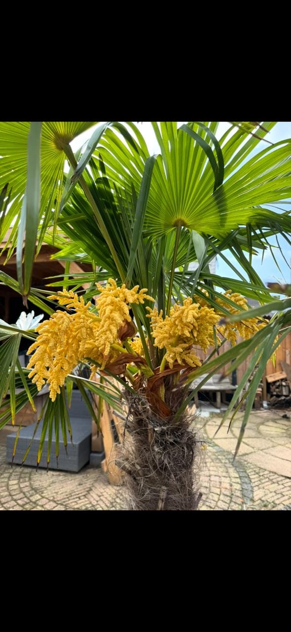 Foto 55 van Snijders Weer 4