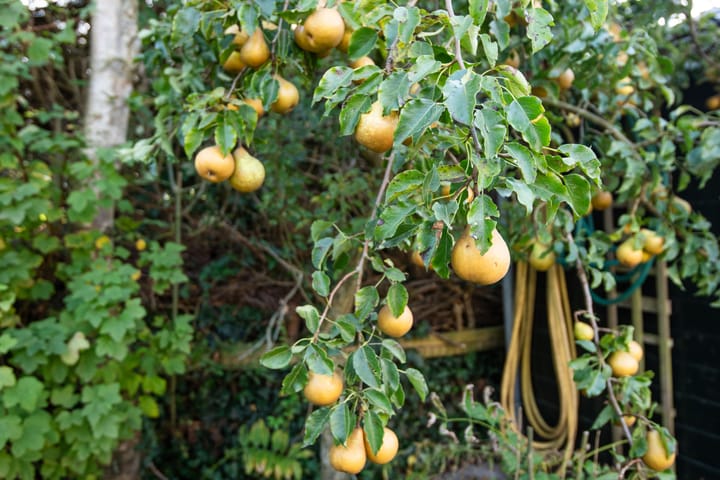 Foto 75 van Bladstraat 3