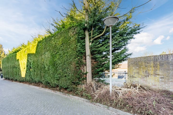 Foto 4 van Korenbloem