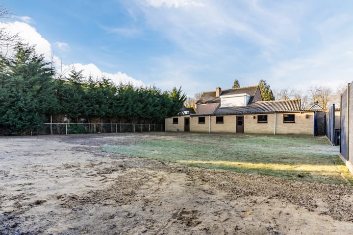 Foto 6 van Korenbloem