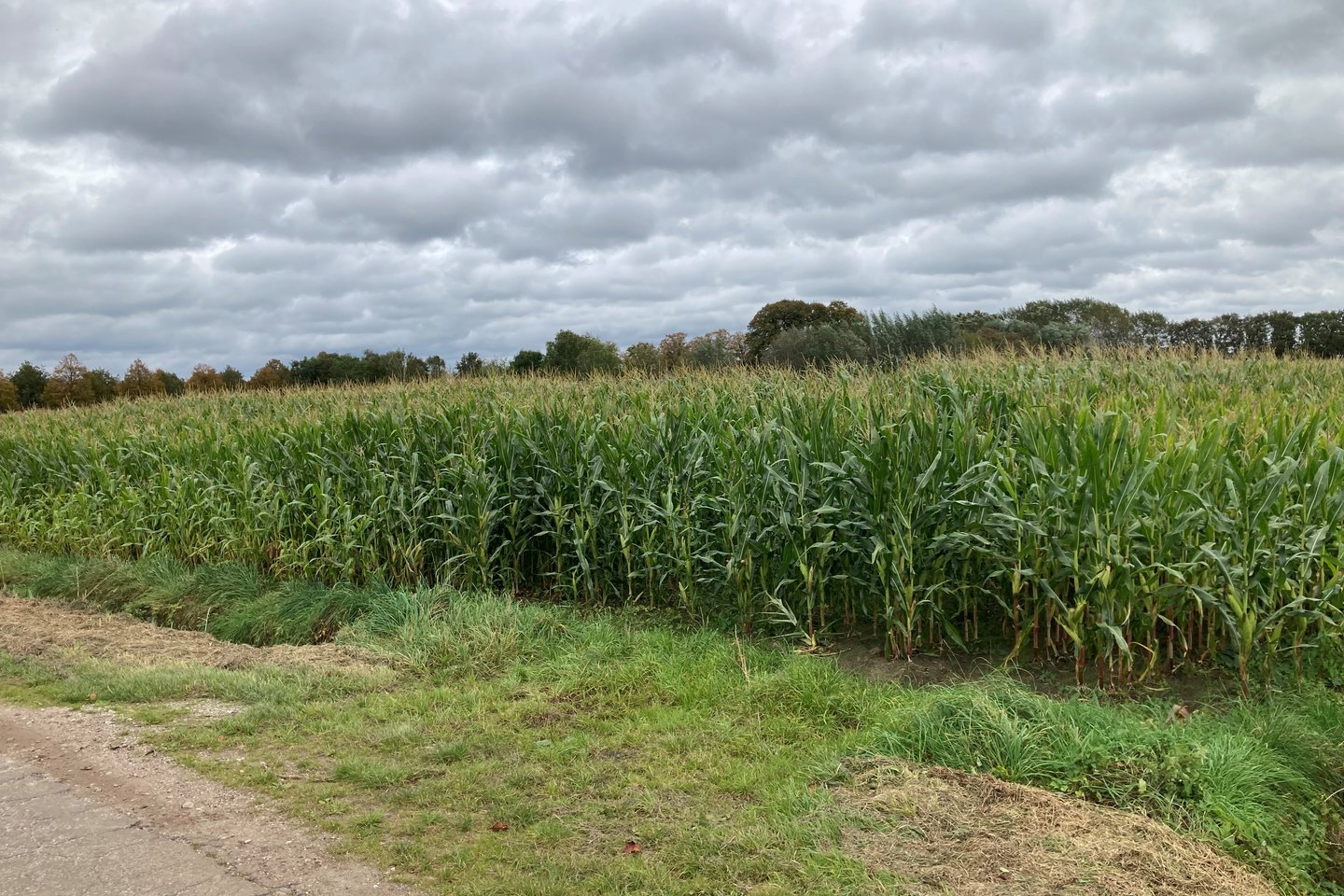 Bekijk foto 5 van Van de Veldenweg