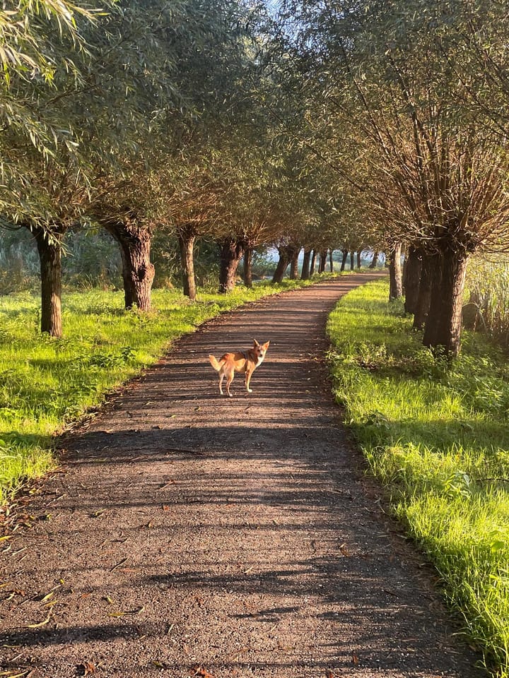 Foto 55 van Zestienhovensekade 463