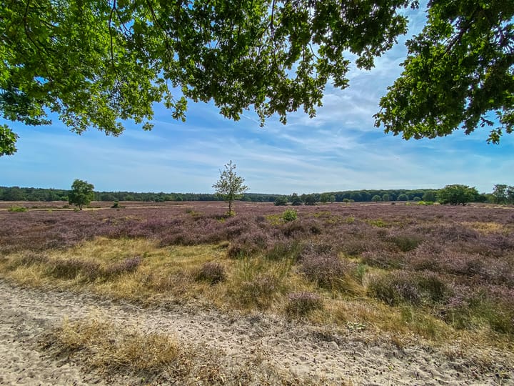 Photo 40 of Zeshoven 35