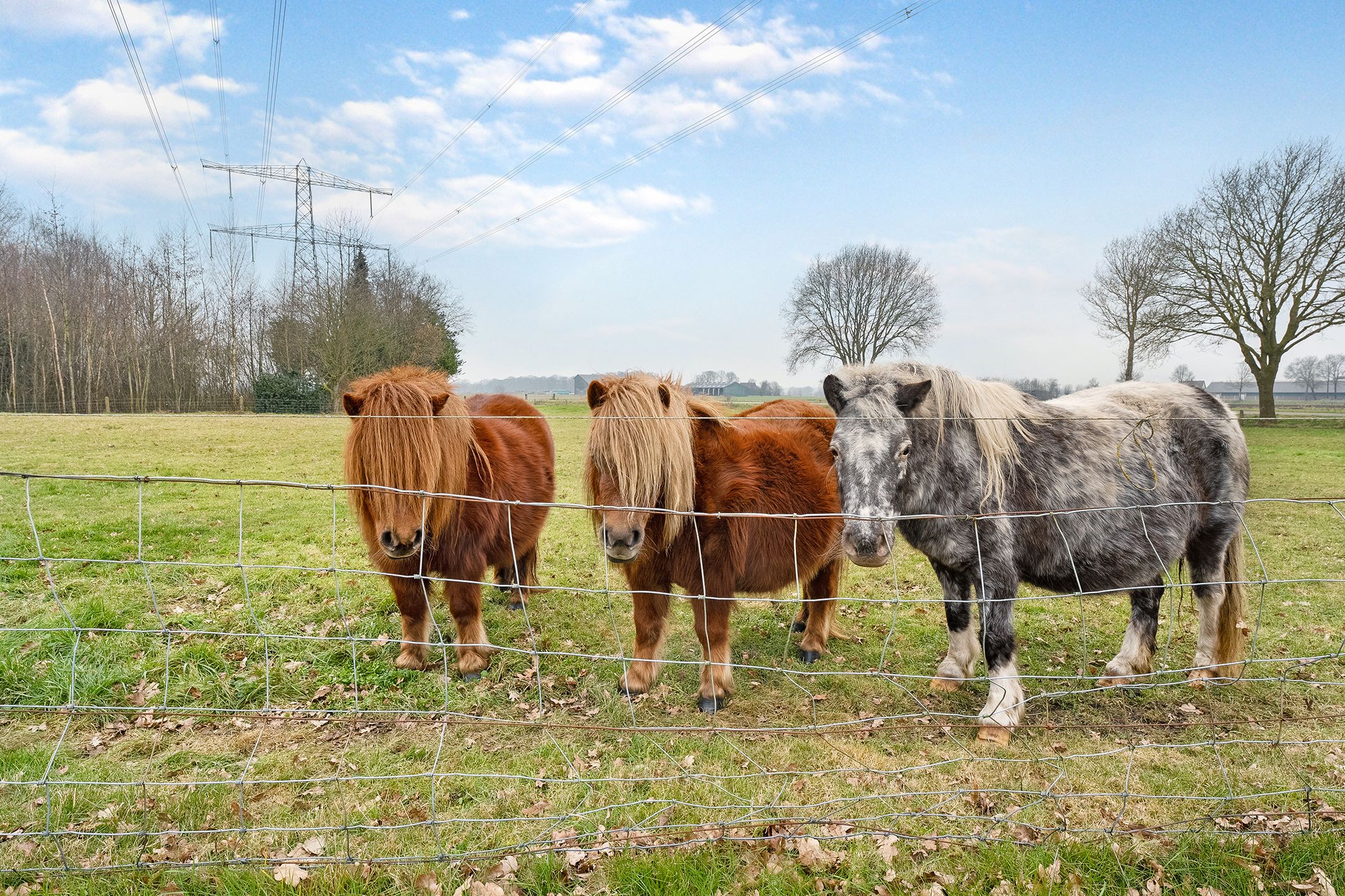 Foto 21 van Glinthaar 41