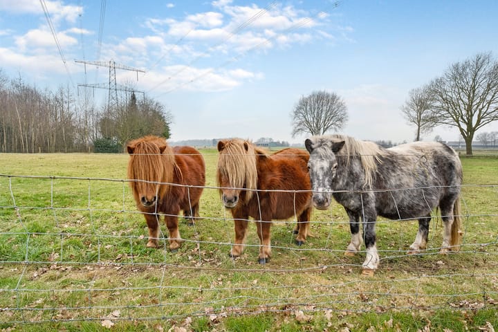 Foto 21 van Glinthaar 41